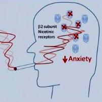 Почему никотин уменьшает беспокойство